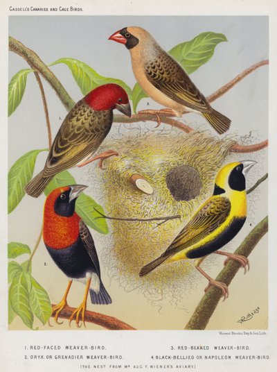 Red-Faced Weaver-Bird, Red-Beaked Weaver-Bird, Oryx or Grenadier Weaver-Bird, Black-Bellied or Napoleon Weaver-Bird by European School